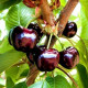 Саженцы Черешни в Калининграде — урожайные сорта! Саженцы Черешни в Калининграде — урожайные сорта!